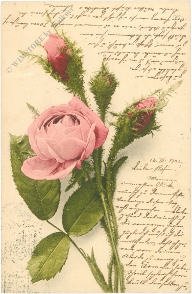 rose in rosa