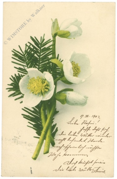 christrose