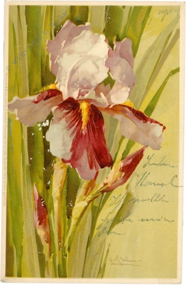 iris