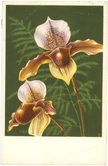 frauenschuh orchidee frauenschuh orchidee