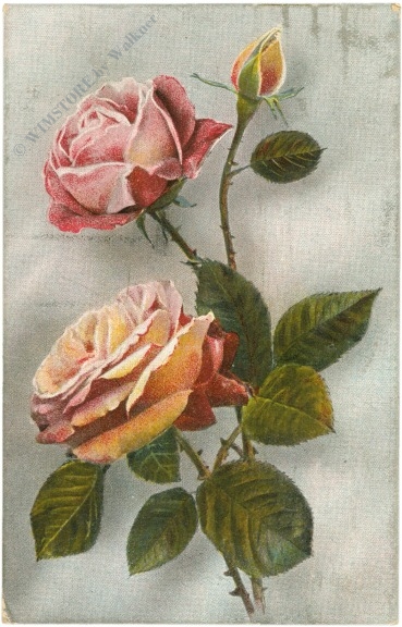rose in rosa