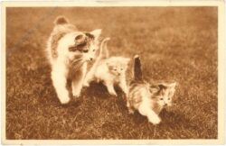 katzen katzen