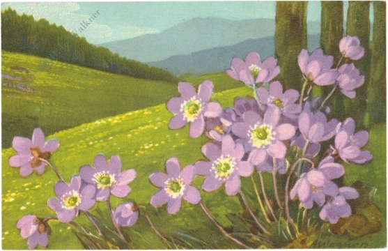 alpenblumen