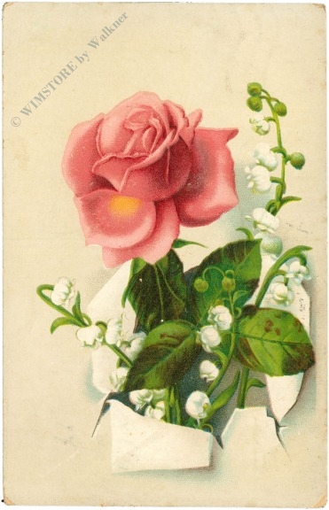 rose und maiglöckchen rose und maiglöckchen