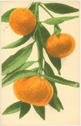 orangenzweig