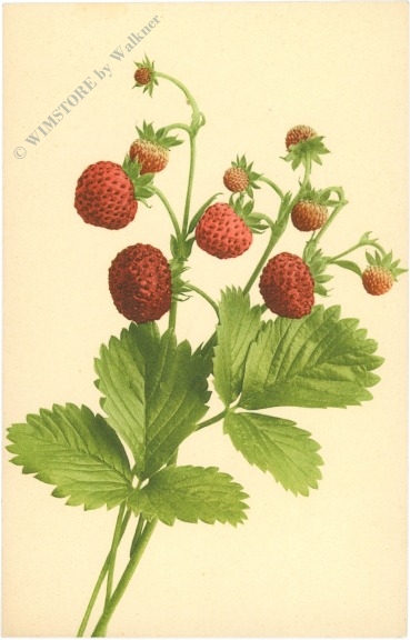 walderdbeeren