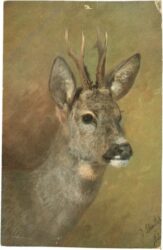 junger hirsch