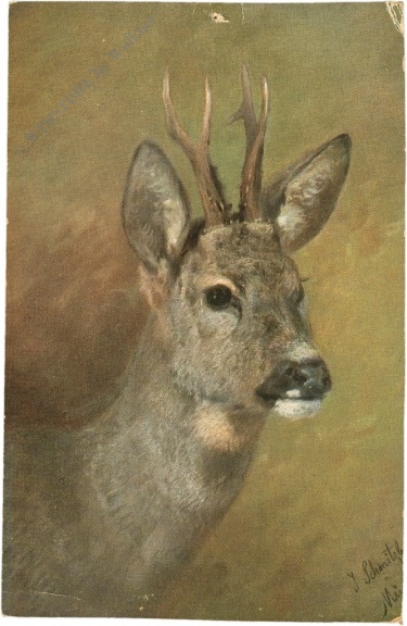 junger hirsch