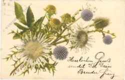 edeldiestel