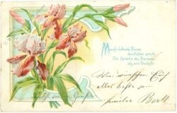 iris