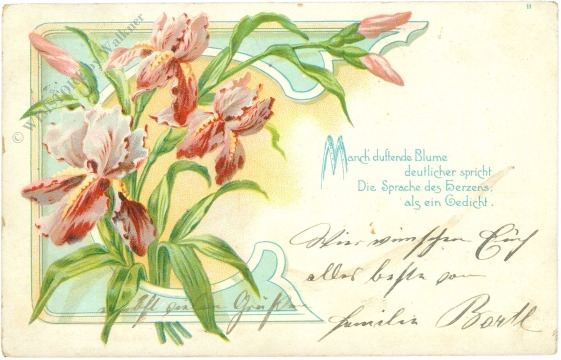 iris