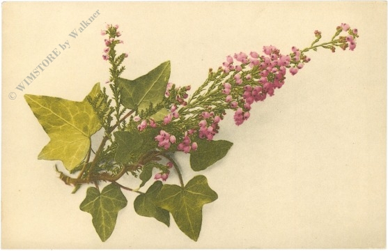 efeu mit blume