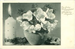 weihnachten, christrose mit kerze