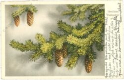 weihnachten, tannenzweige und zapfen