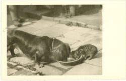 hund und katz