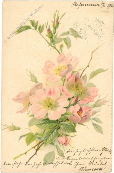 rosenblüten