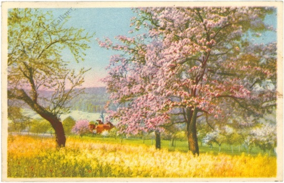 blühende bäume blühende bäume