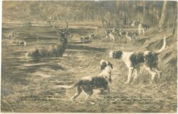 jagdhunde jagdhunde
