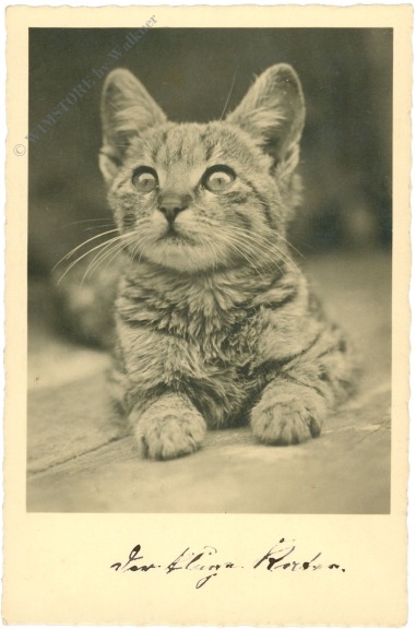 katze