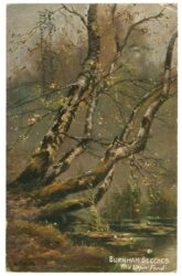 burnham, burnham beeches, the upper pond