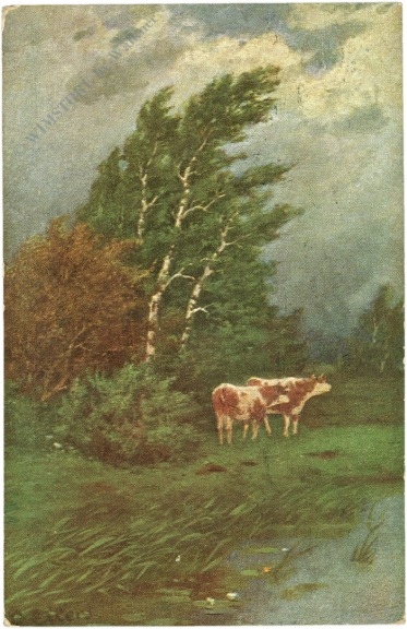 kühe im wind