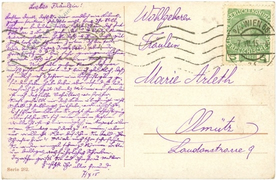 kühe im wind
