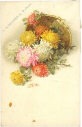 chrysanthemen