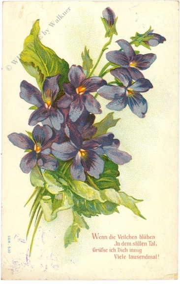 veilchen, vers
