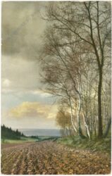 birkenwald neben dem feld