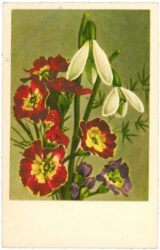 schlüsselblume und schneeglöckchen