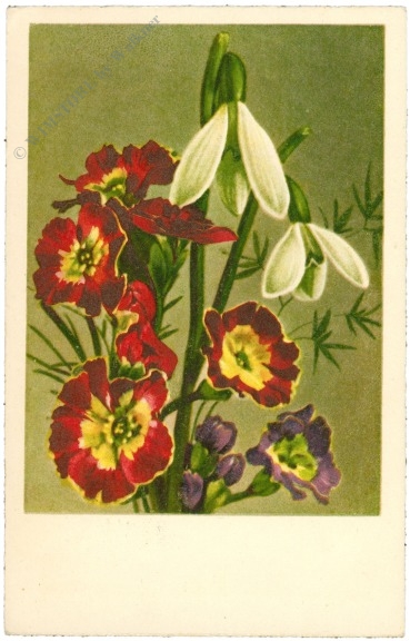 schlüsselblume und schneeglöckchen