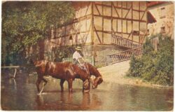 pferde trinken im fluss