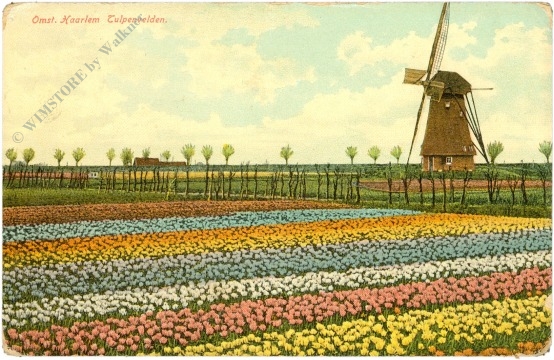 haarlem, tulpenfeld