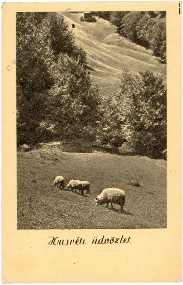 ostern, schafe auf einer weide