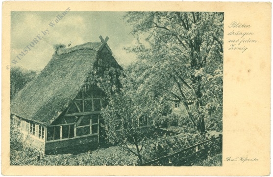 hofmeister, th. u. o.: blüten drängen aus jedem zweig