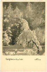 neujahr, verschneiter wald