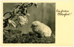 ostern, küken