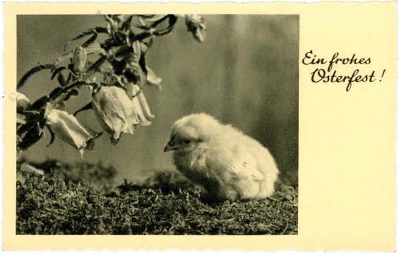 ostern, küken ostern, küken