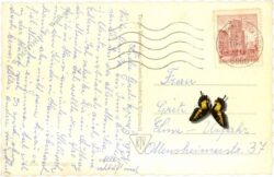 innsbruck, maria theresien straße mit annasäule und nordkette