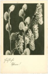 ostern, palmkätzchen