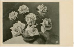 rosen und nelken