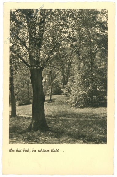 wer hat dich, du schöner wald...