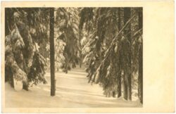 winterlicher wald winterlicher wald