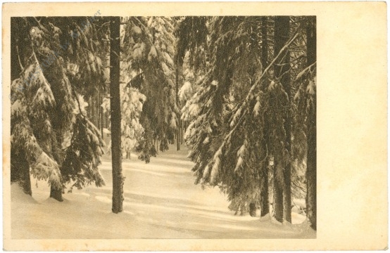 winterlicher wald