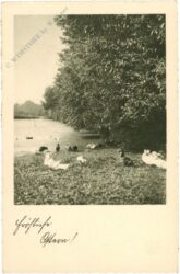 ostern, enten und gänse am see