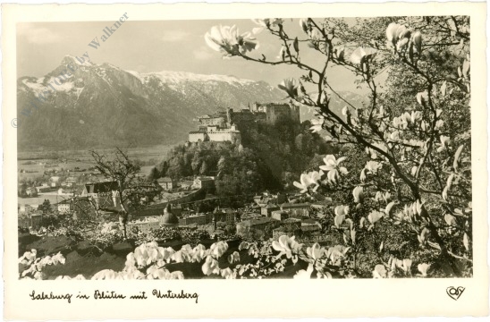 salzburg, in blüten mit untersberg
