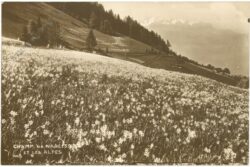 lausanne, narzissenfeld