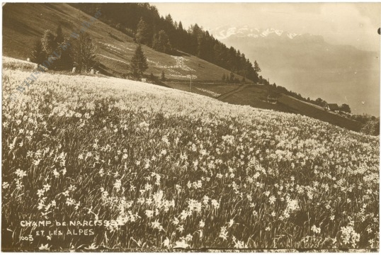 lausanne, narzissenfeld