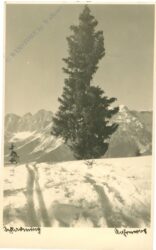 baum im schnee baum im schnee