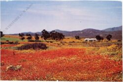 kamieskroon district, namaqualand, wildblumen